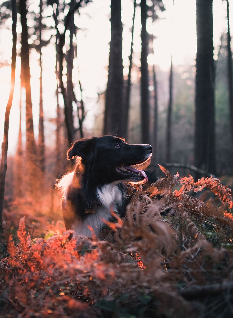 short-coated black dog, mammal, animal themes, land, tree, forest HD wallpaper
