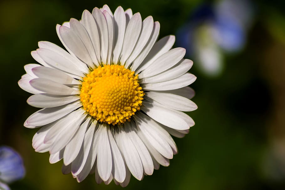 daisies, spring, nature, bloom, flora, beauty, close, colorful HD wallpaper