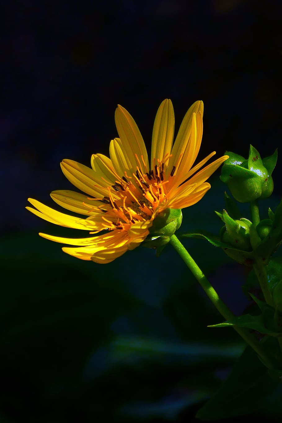 Golden Aster flower bathed in partial sunlight while in shade.