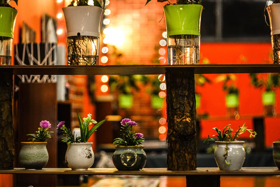 retro, restaurant, bar, tables, pots, bottle, lamp, plant, potted plant HD wallpaper