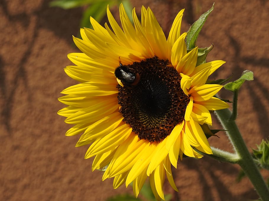 flower, sunflower, insect, bumblebee, summer, garden, yellow HD wallpaper