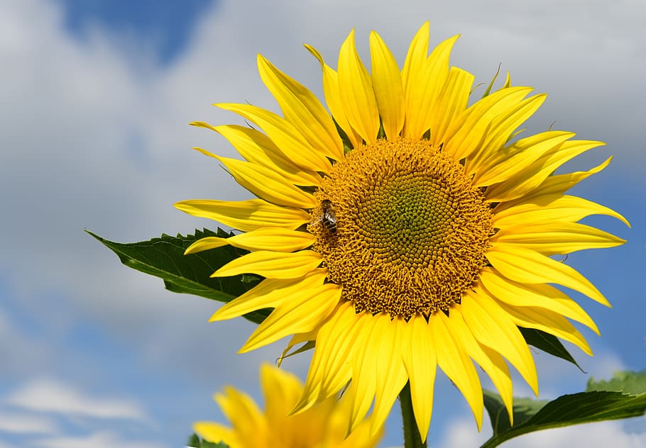sunflower, sunflower field, sky, clouds, blue, yellow, green HD wallpaper