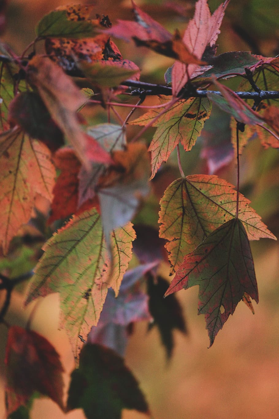 green-leafed tree, plant part, autumn, close-up, growth, beauty in nature HD wallpaper