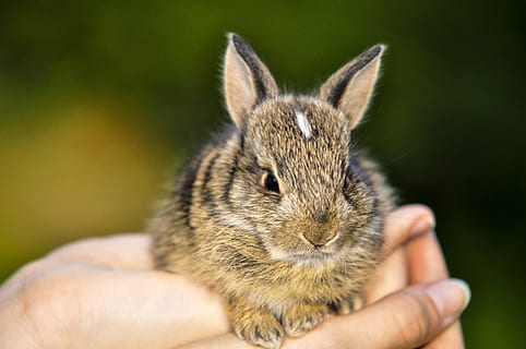 rabbit, little rabbit, nature, small, hare, cute, bunny, sweet HD wallpaper