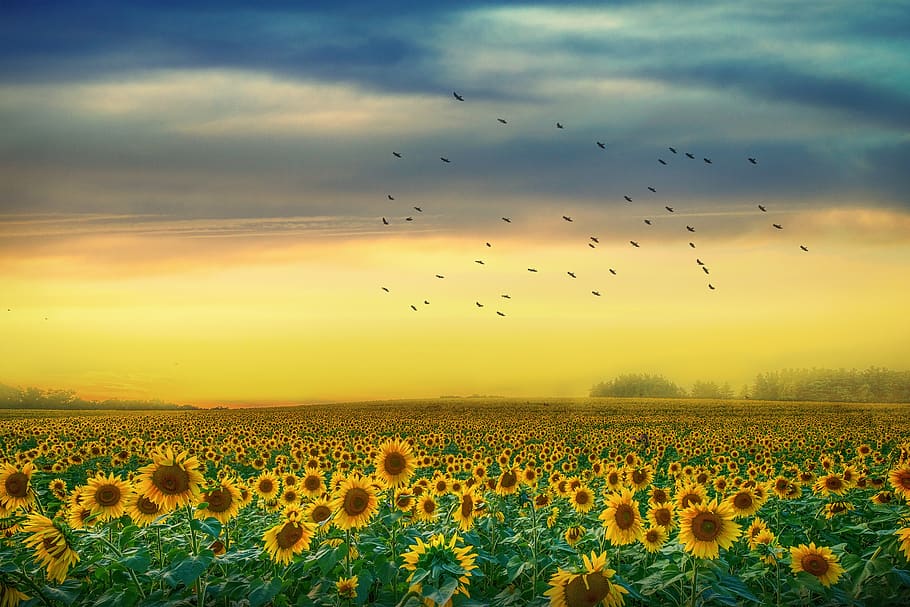 landscape, sunflowers, sky, clouds, sunset, yellow, field, beauty in nature HD wallpaper