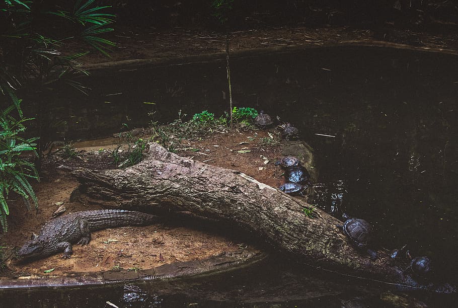 crocodile on wood, reptile, parque das aves, tortoise, turtle HD wallpaper