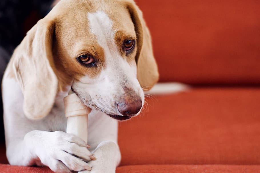 dog eating bone, pet, canine, mammal, animal, hound, beagle, australia HD wallpaper