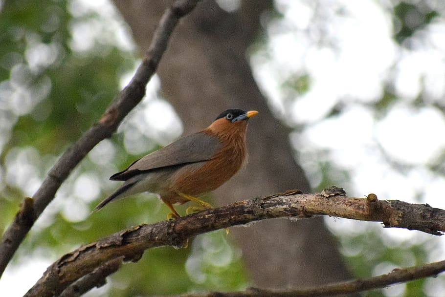 bird, branch, nature, perched, animal, colorful, wildlife, spring HD wallpaper