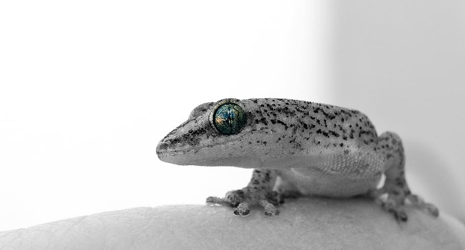 gecko, eye, lizard, face, profile, reptile, animal, nature HD wallpaper