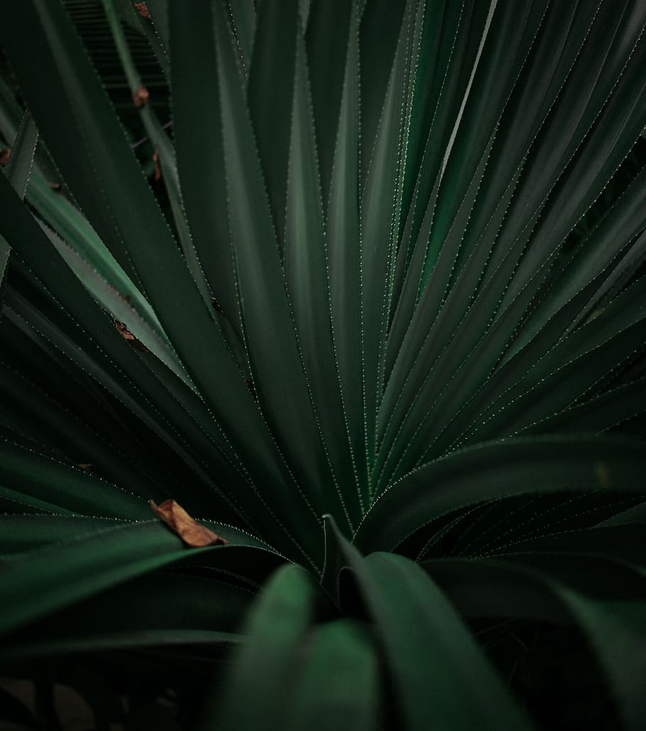 green sword leaf plant, growth, plant part, green color, beauty in nature HD wallpaper