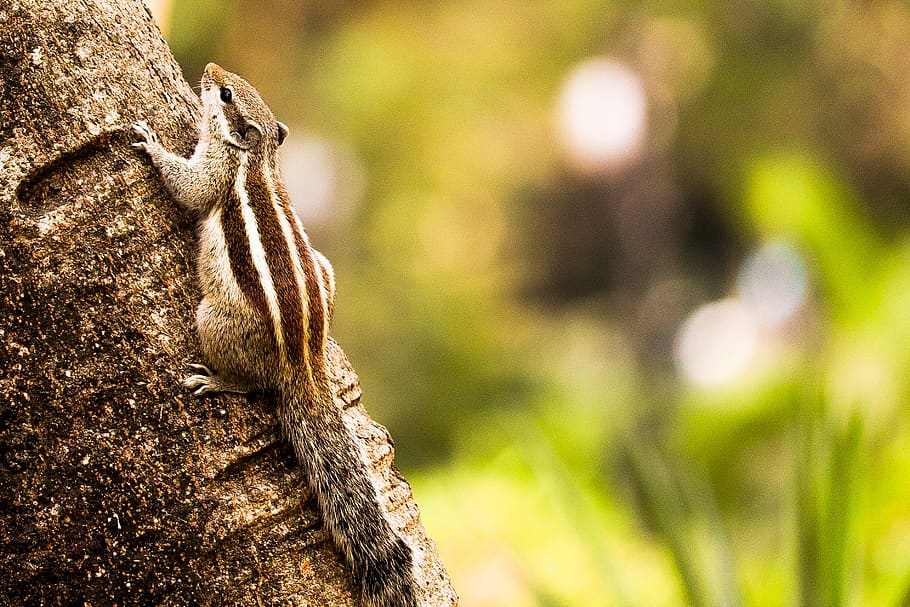 squirrel, tree, nature, animal, tail, outdoor, park, wood, focus on foreground HD wallpaper