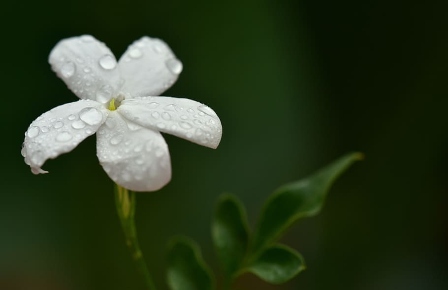 HD wallpaper: jasmin, jasmine flower, white, tender, small, fragrant, wet |  Wallpaper Flare