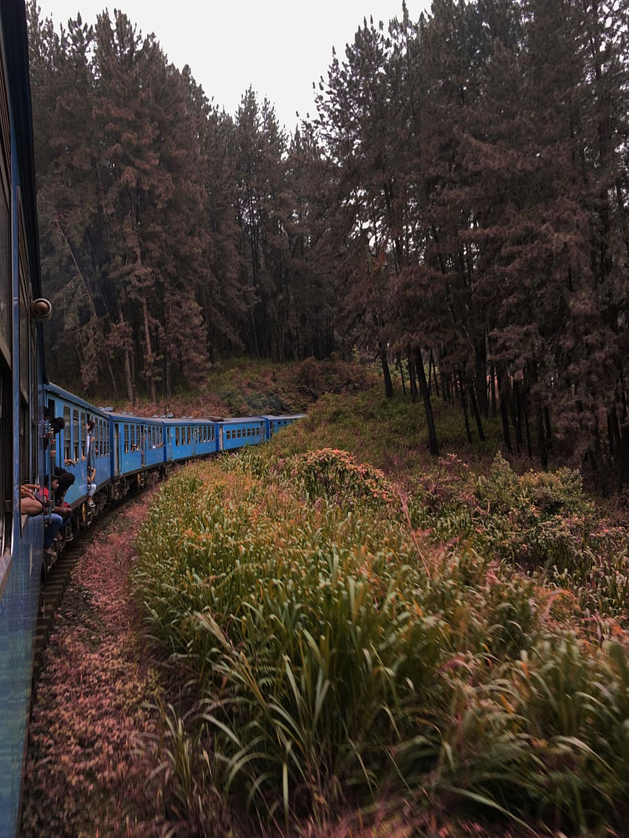green-leafed plant, rail, train track, transportation, railway HD wallpaper