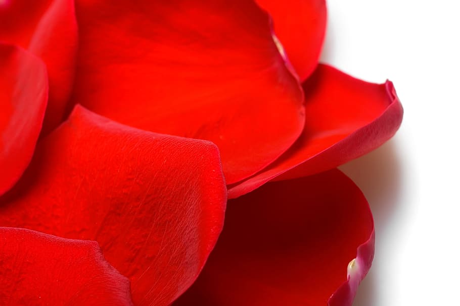 flower, fresh, gift, isolated, petals, photo, red, romance HD wallpaper