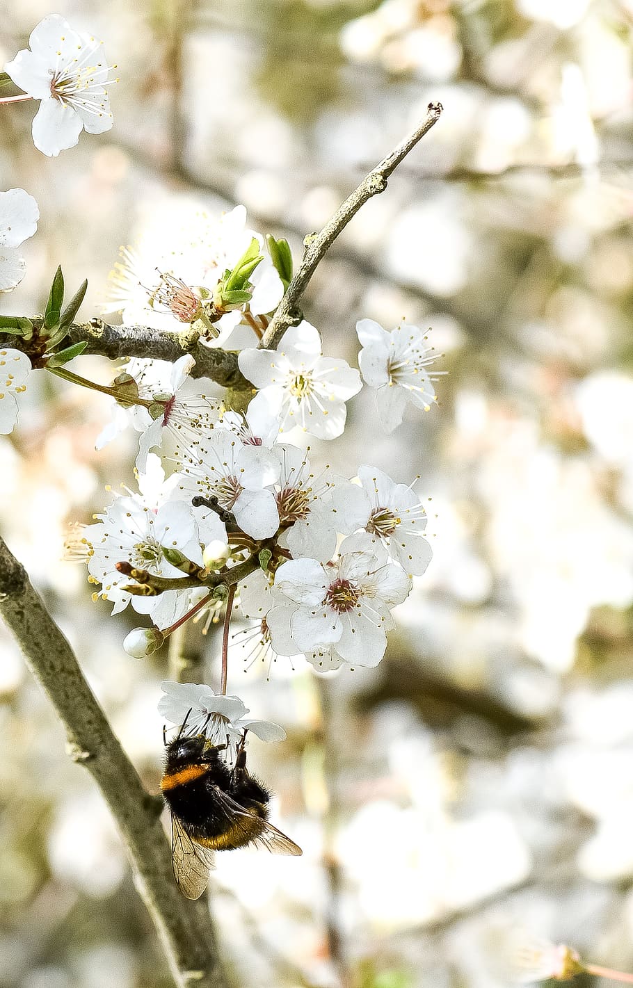 bee, insect, spring, bloom, nature, pollen, nectar, flowers HD wallpaper