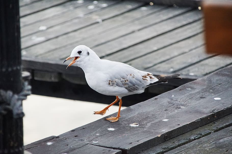 common tern, seagull, bridge, the pier, bird, the baltic sea HD wallpaper