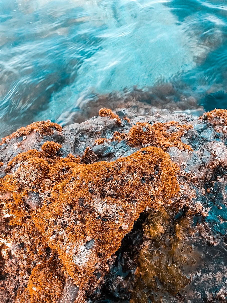 Beige Algae on Brown Rock Formation Near Body of Water, color HD wallpaper