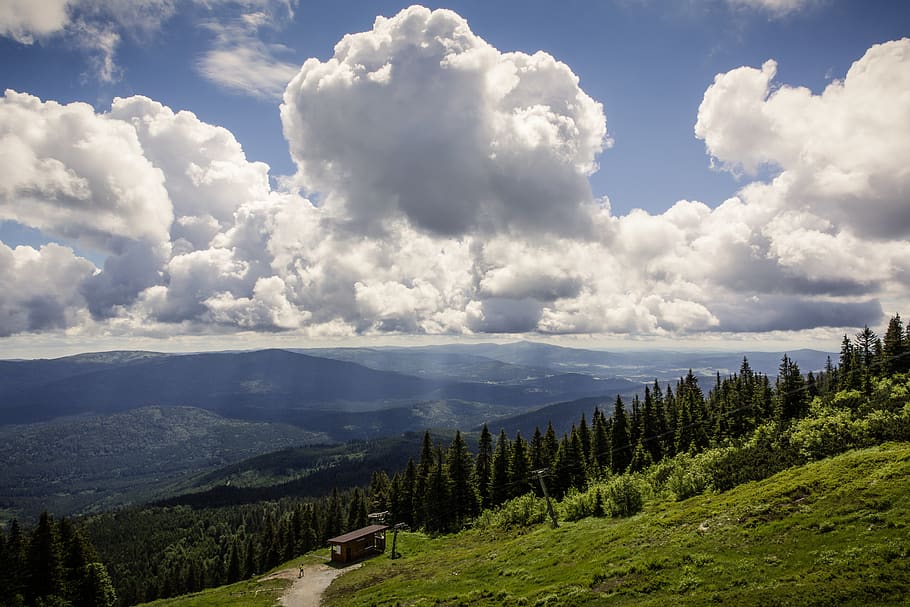 White Clouds, daylight, environment, fir tree, forest, grass HD wallpaper