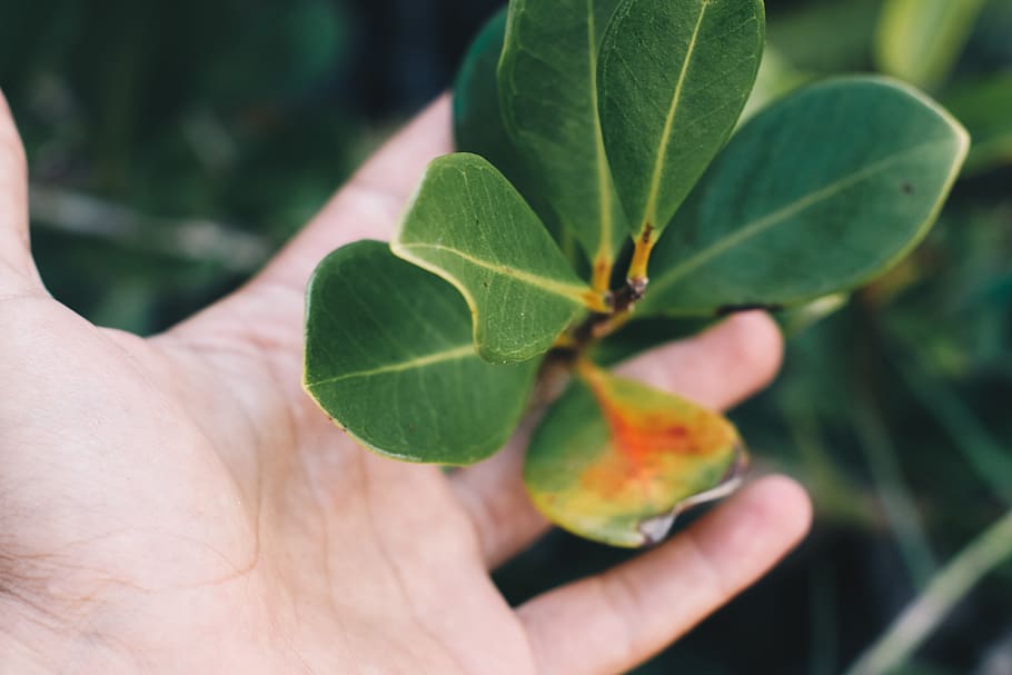 leaf, plant part, human hand, human body part, one person, holding HD wallpaper