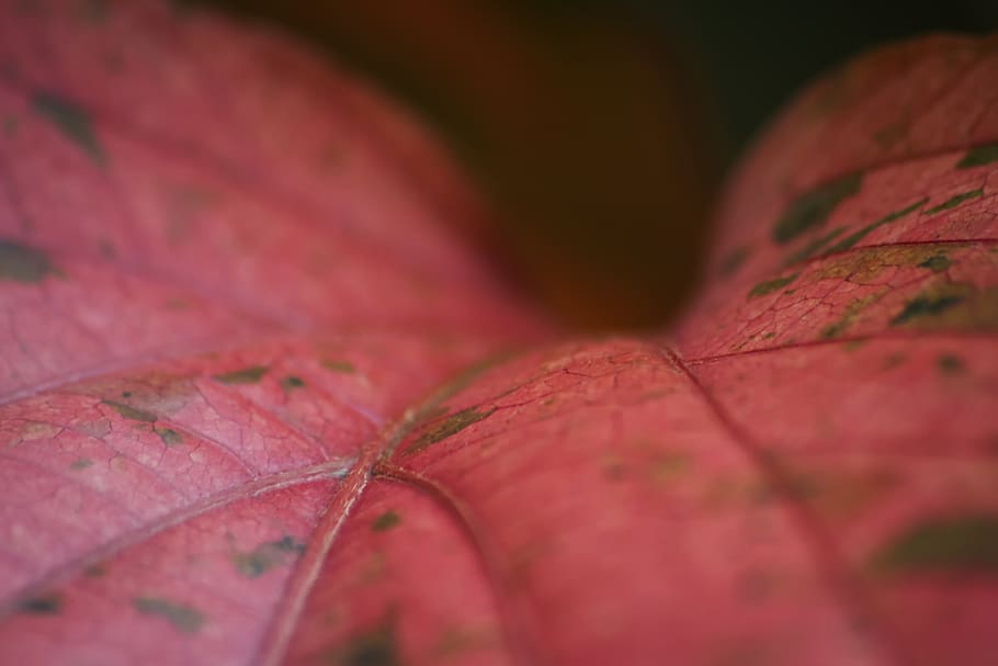 haiti, marfranc, leaf, leaves, red, depth, nature, symmetry HD wallpaper