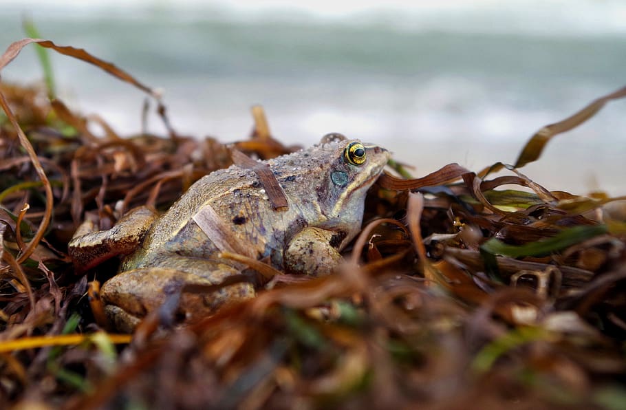 toad, amphibians, frog, water creature, frog skin, animal themes HD wallpaper