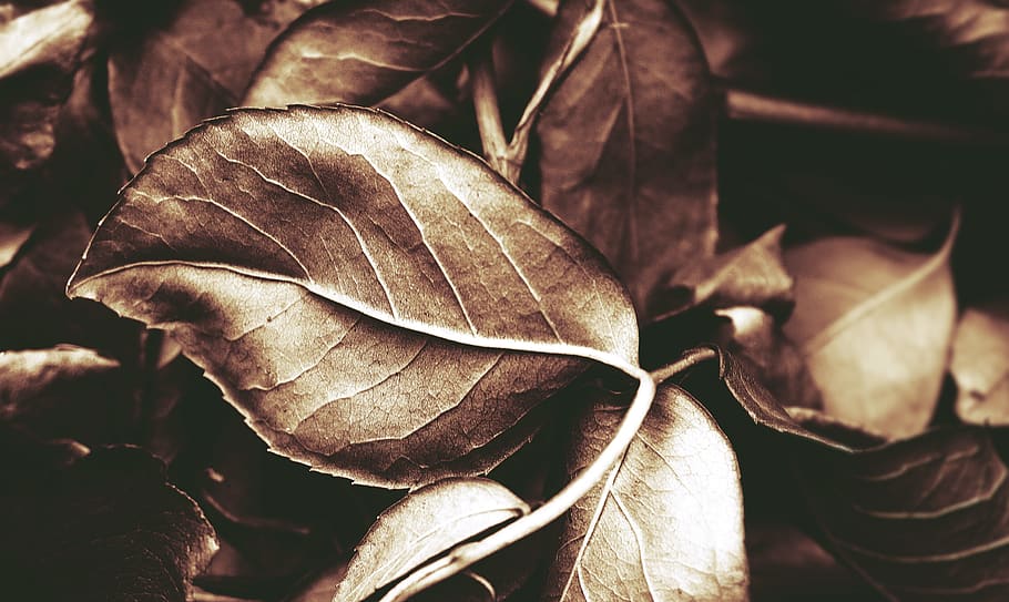 Close-Up of Brown Leaves, dry, environment, fall foliage, fall leaves HD wallpaper