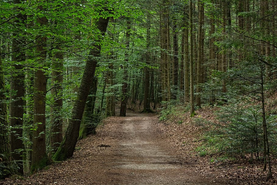 forest path, away, mixed forest, nature, trail, mood, promenade HD wallpaper