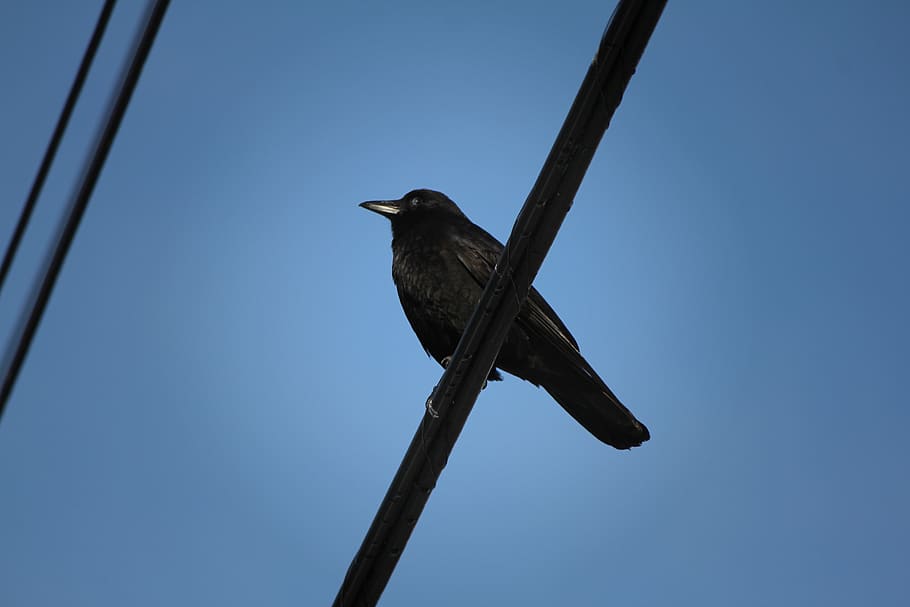canada, burnaby, wire, crow, blue, sky, black, bird, animal wildlife HD wallpaper