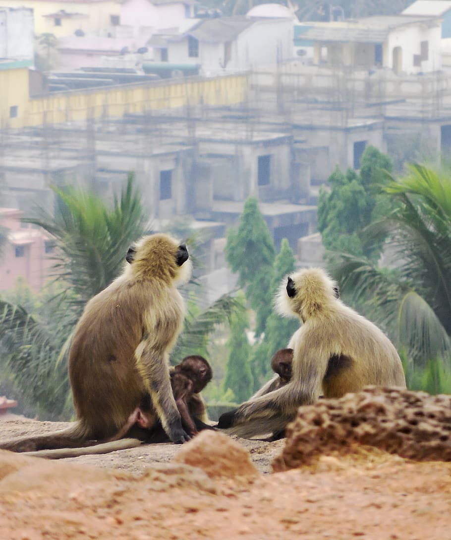 Four Monkeys Sitting on Soil Watching Houses and Palm Trees, animal photography, HD wallpaper