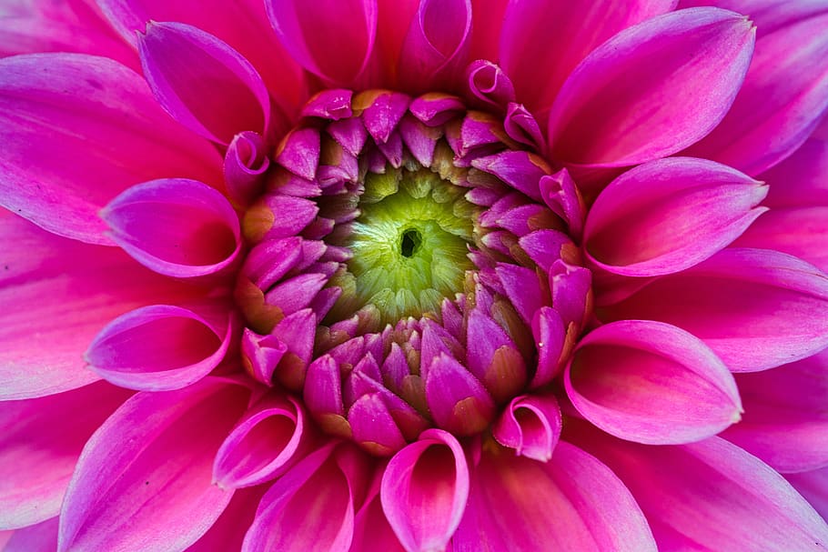 dahlia, bright, pink, blossom, bloom, dahlia garden, flowering plant HD wallpaper