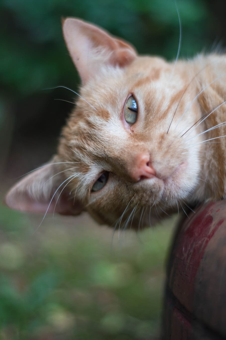 cats, look, nat, feline, animals, cute, pet, portrait, skin HD wallpaper