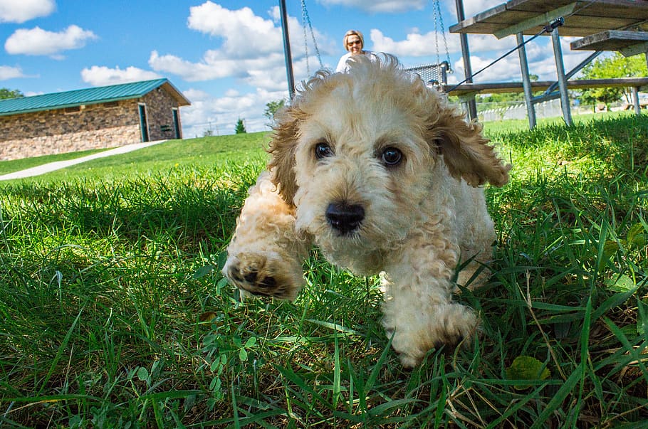 dog, canine, domestic, grass, pets, domestic animals, one animal HD wallpaper