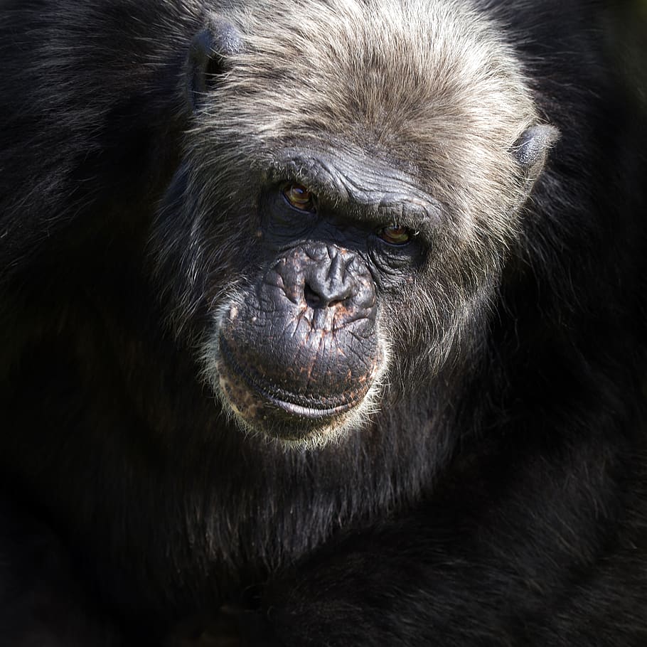 monkey, animal, chimpanzee, primate, mammal, one animal, ape HD wallpaper