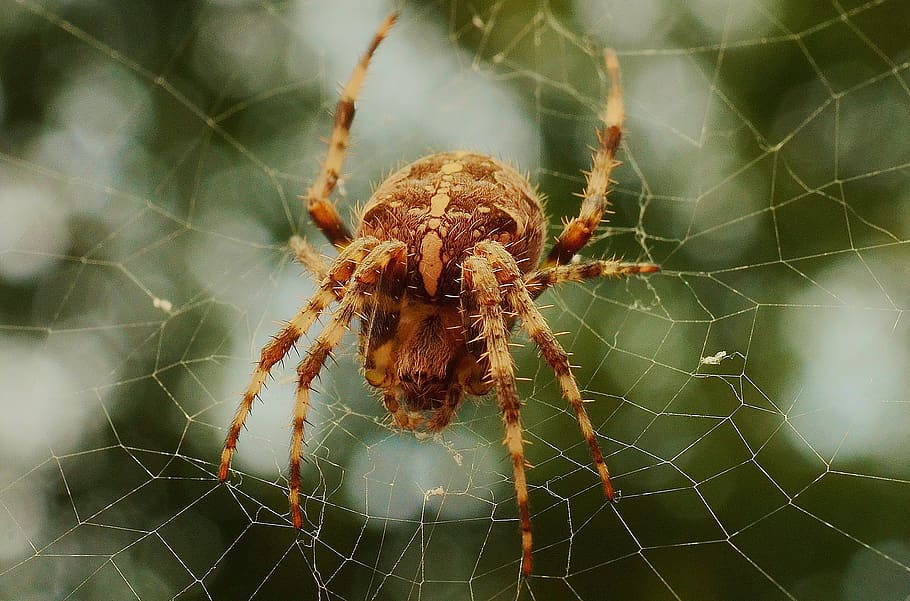 spider, web, animal themes, spider web, arachnid, one animal HD wallpaper