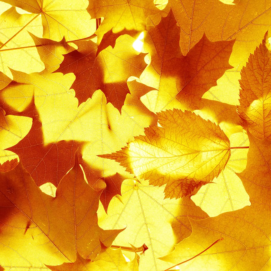 autumn, leaves, plant part, leaf, full frame, backgrounds, no people HD wallpaper