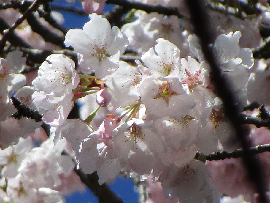 cherry blossom, sakura, flowers, spring, flowering plant, fragility HD wallpaper