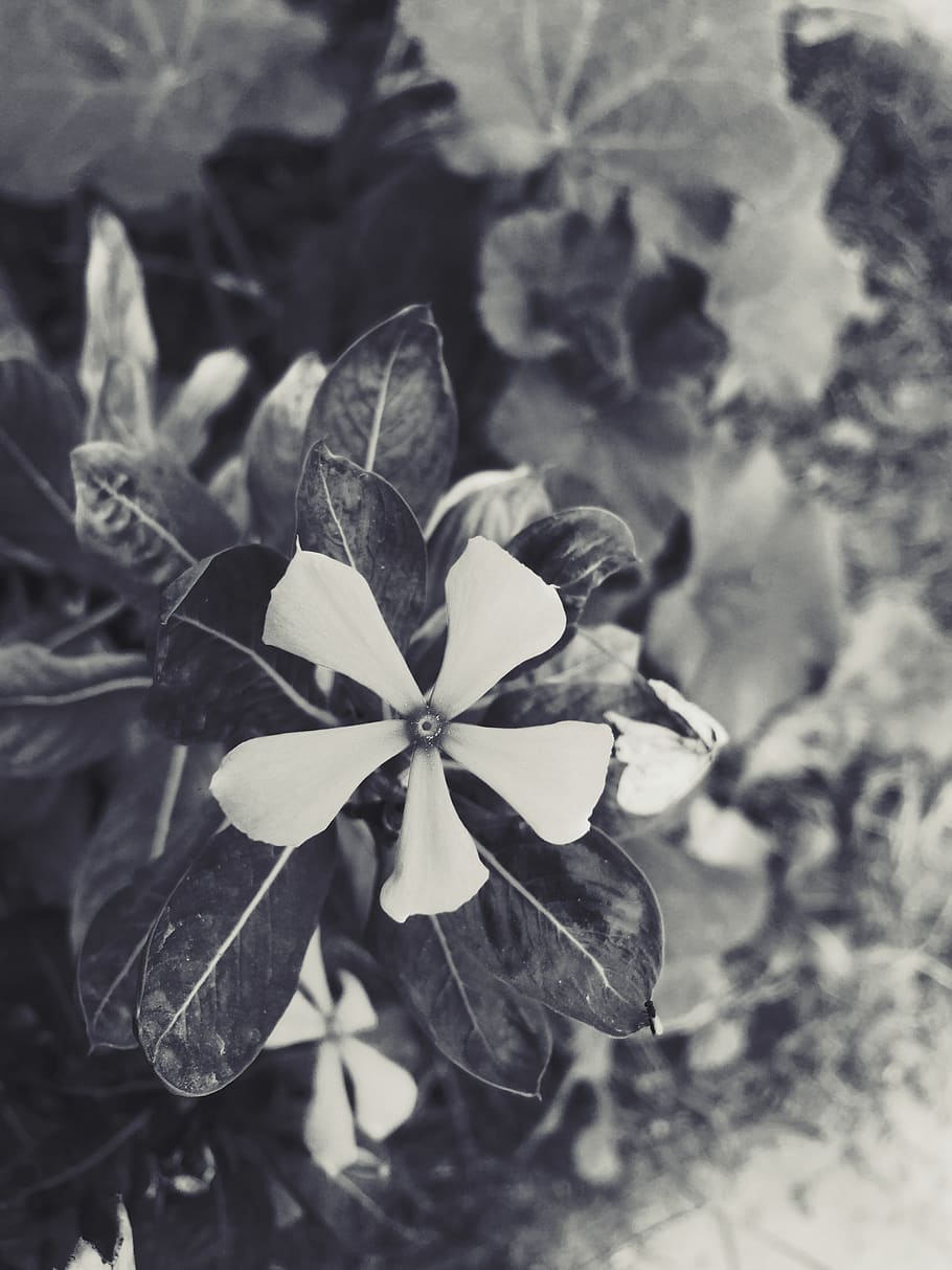 india, agra, flower, macro, plant, flowering plant, beauty in nature HD wallpaper