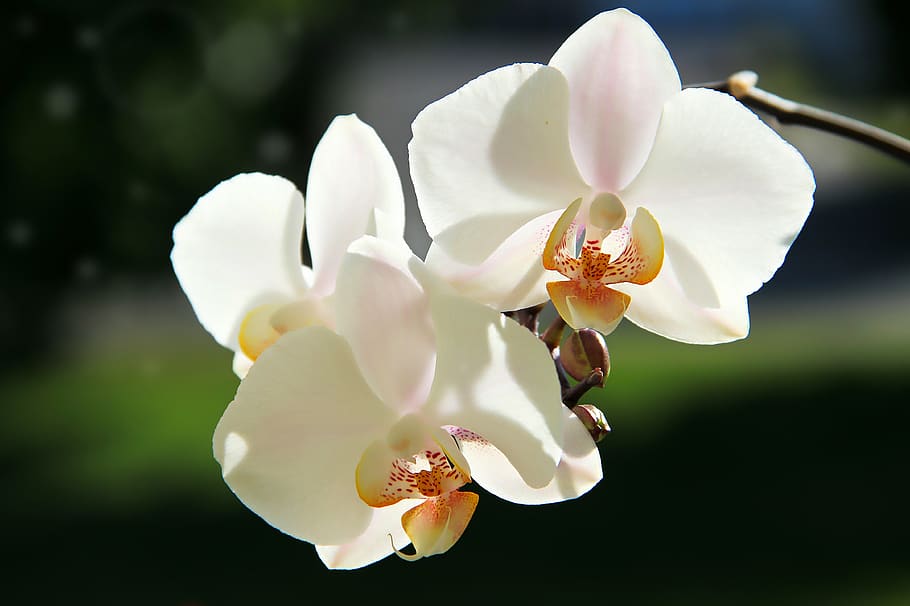 orchids, white, blossom, bloom, flower, plant, nature, close up HD wallpaper