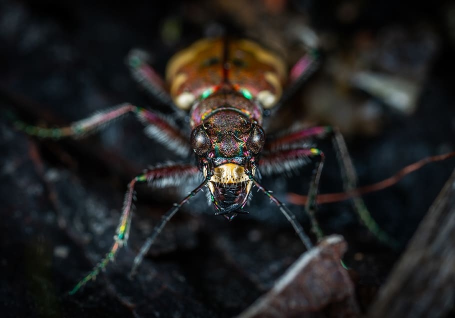 Close Up Photo of Jewel Beetle, animal, bug, close-up, color HD wallpaper