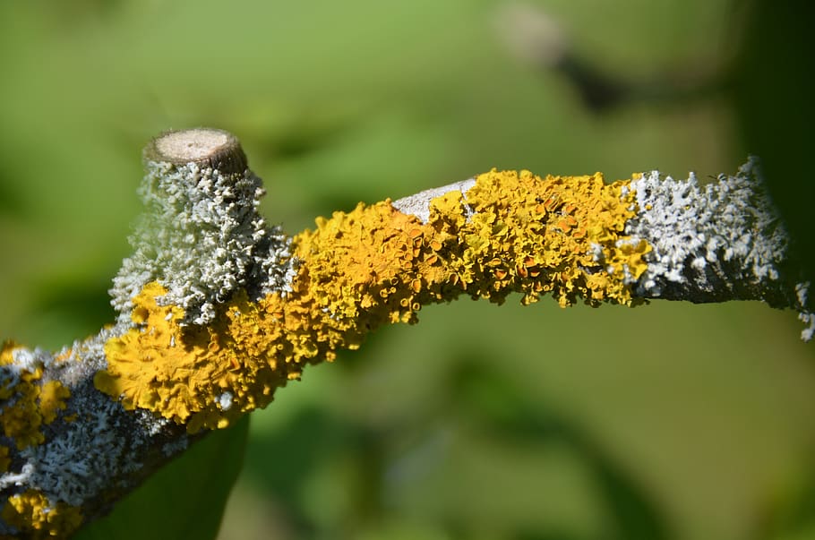 branch, tree, lichen, nature, yellow, close up, plant, focus on foreground HD wallpaper