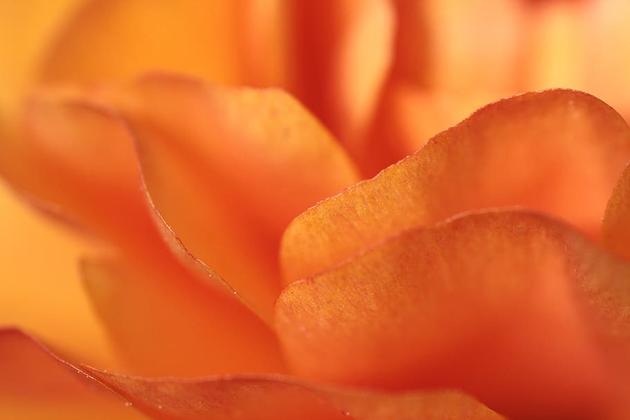 ranunculus, orange, flower, blossom, bloom, close up, petals HD wallpaper