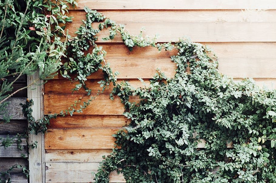 Green Leafed Plant, fence, ivy, overgrown, growth, architecture HD wallpaper