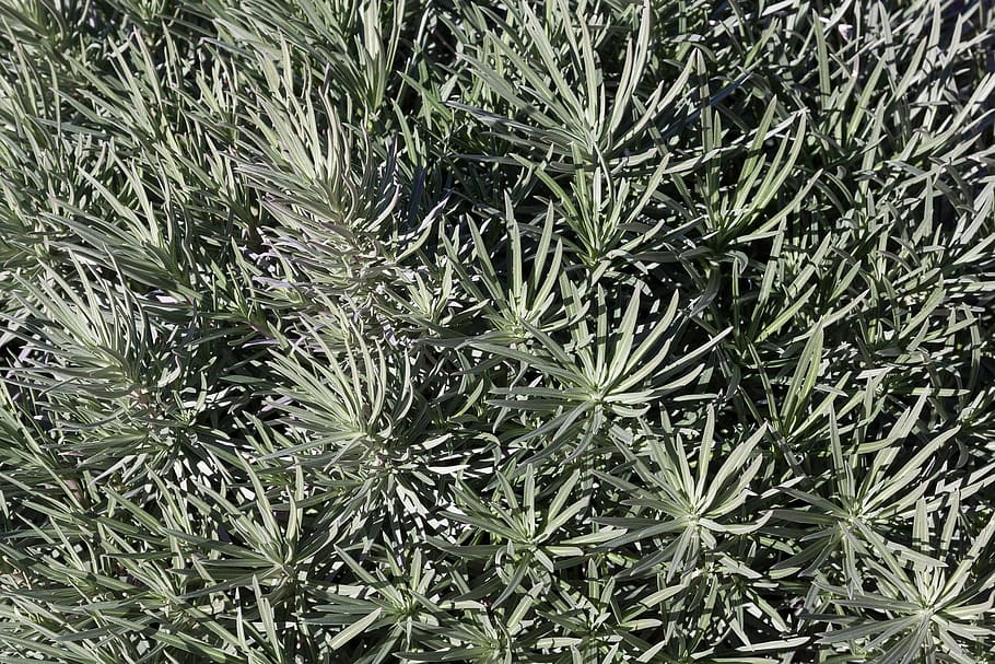 bush, wild, plant, green, nature, growth, green color, full frame HD wallpaper