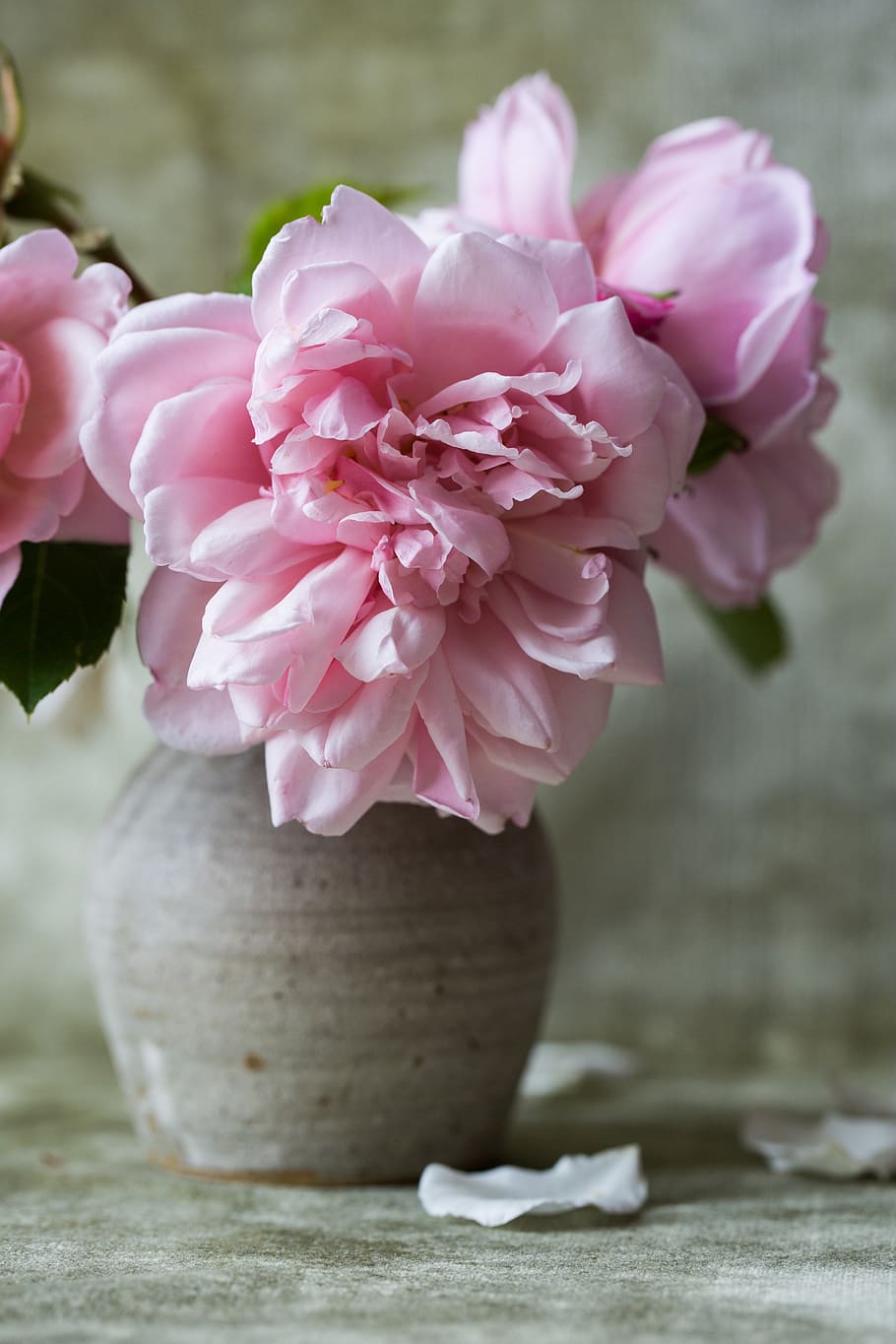 flower, texture, soft, close up, florist, floristry, petals HD wallpaper