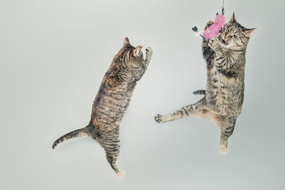 Two Brown Tabby Cats, animals, cute, jumping, kitten, kittenish HD wallpaper