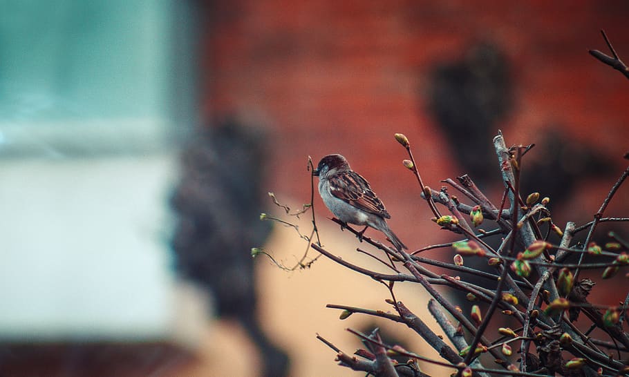 ukraine, bird, bird on a tree, animal, animal themes, animal wildlife HD wallpaper
