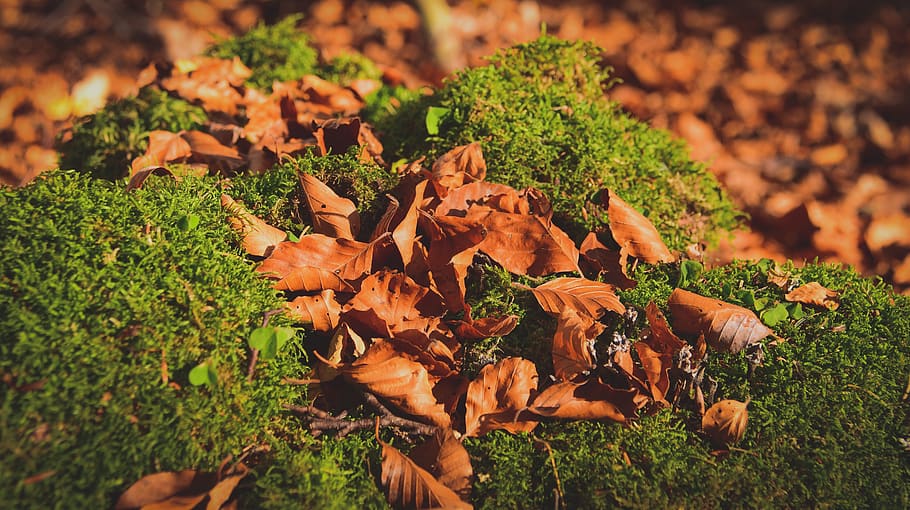 leaf, fall, forest, green, brown, color, wood, season, nature HD wallpaper