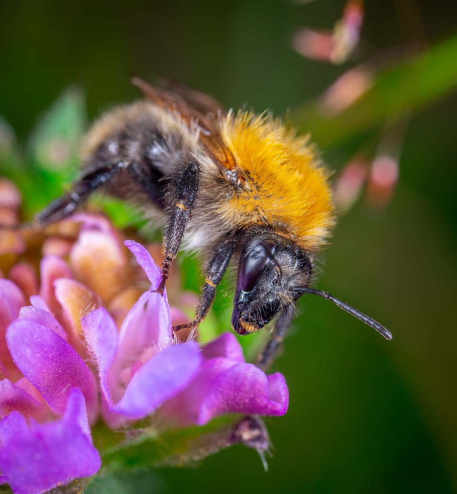 Close-Up Photo of Bumblebee Perching on Pink Flower, blooming HD wallpaper