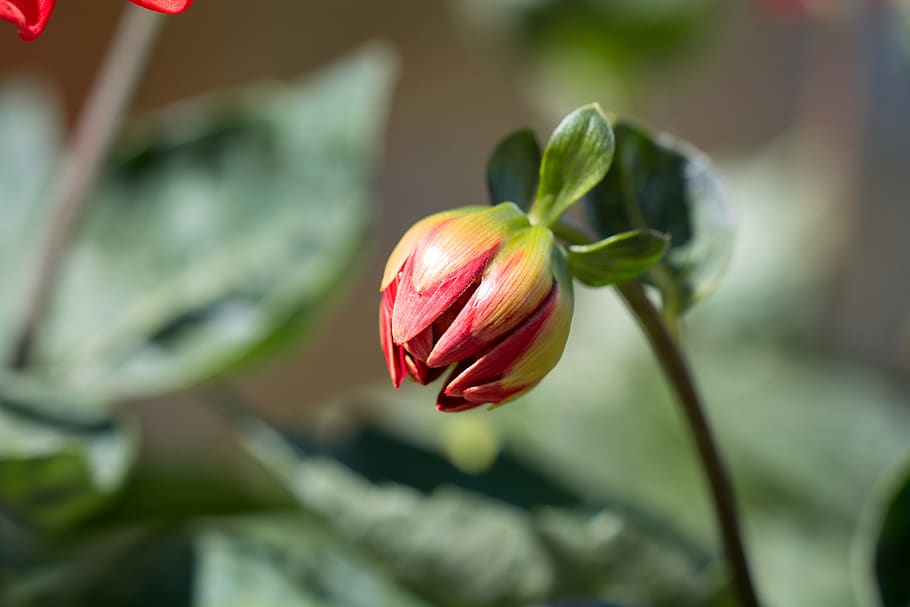 Red and Green Flower, beautiful, bloom, blooming, blur, bud, close-up HD wallpaper