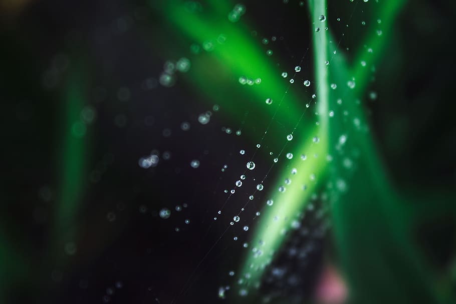 spider web, rosa, dewdrop, nature, drip, bead, macro, wet, drops HD wallpaper